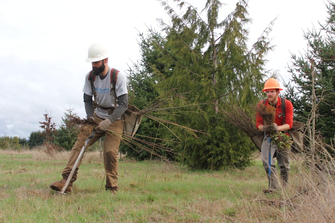Two men plant trees in a natural area.