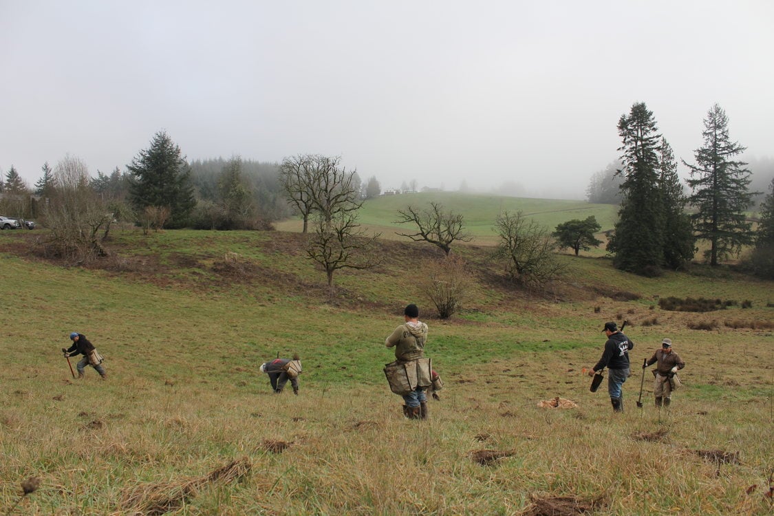A restoration crew plants trees at North Abbey Natural Area.