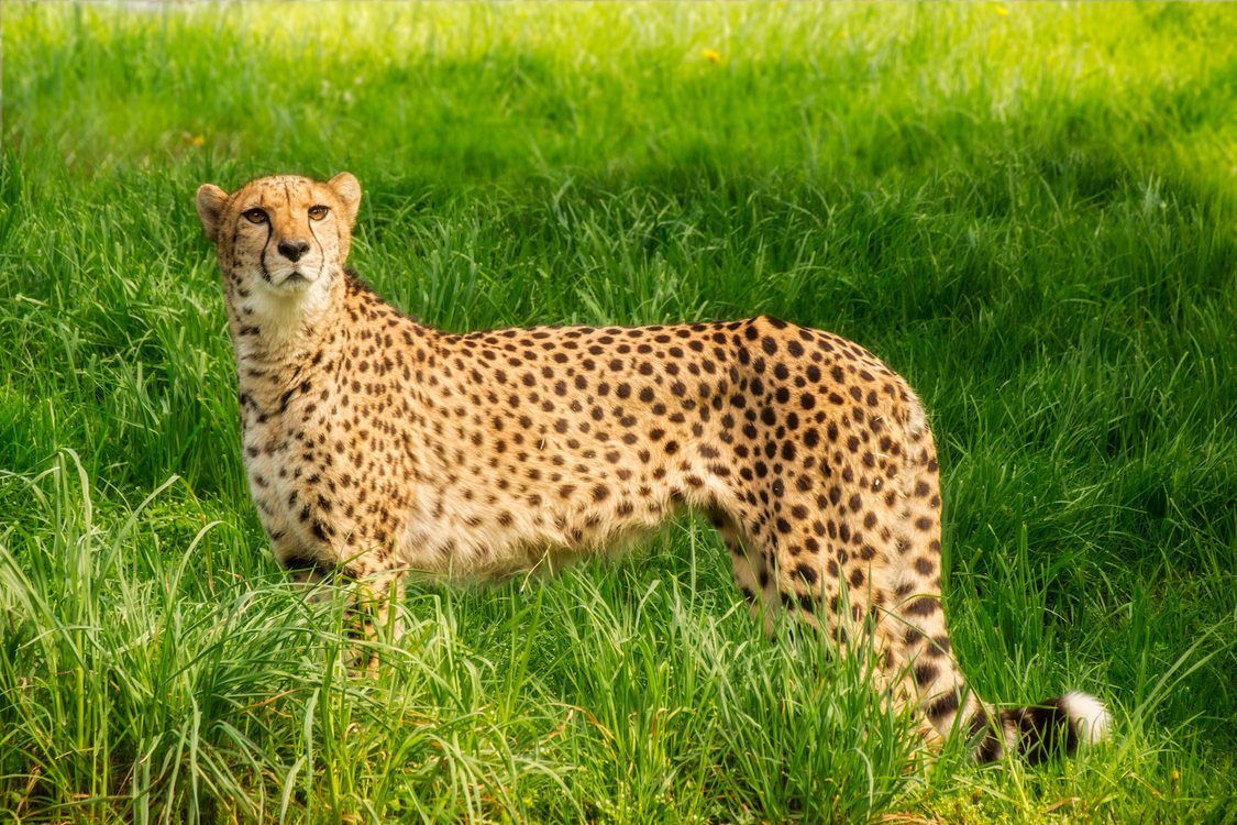 a cheetah standing in tall grass at the Oregon Zoo