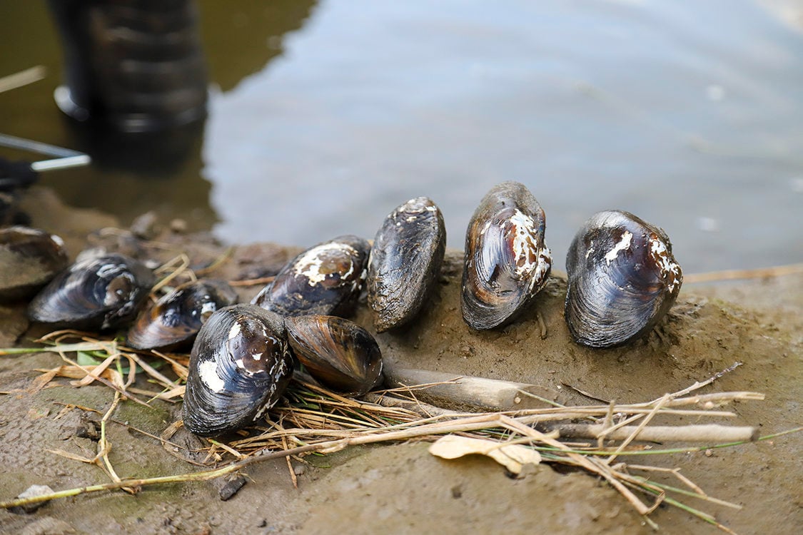 Close-up image of nine live mussel shells lined up on a muddy shoreline.