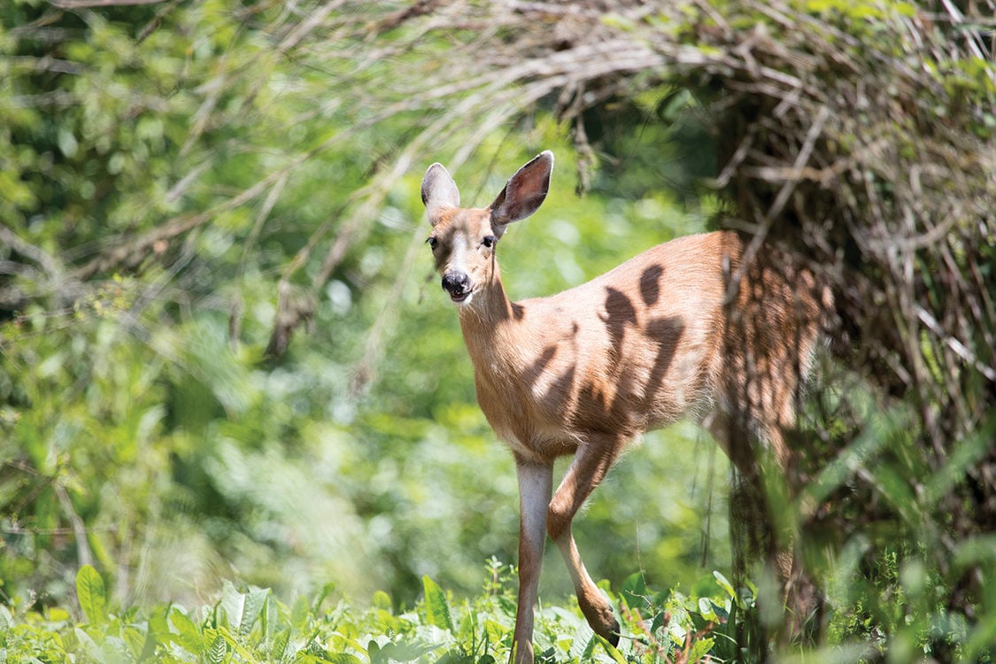 A brown deer looks up from eating, surrounded by foliage and ground plants.