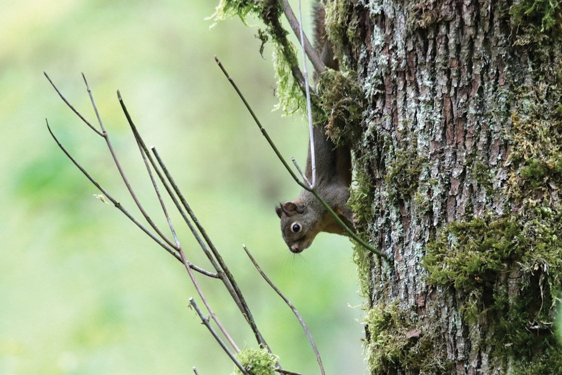 A small squirrel with tufts on its ears holds onto a tree with deep grooves in its bark.