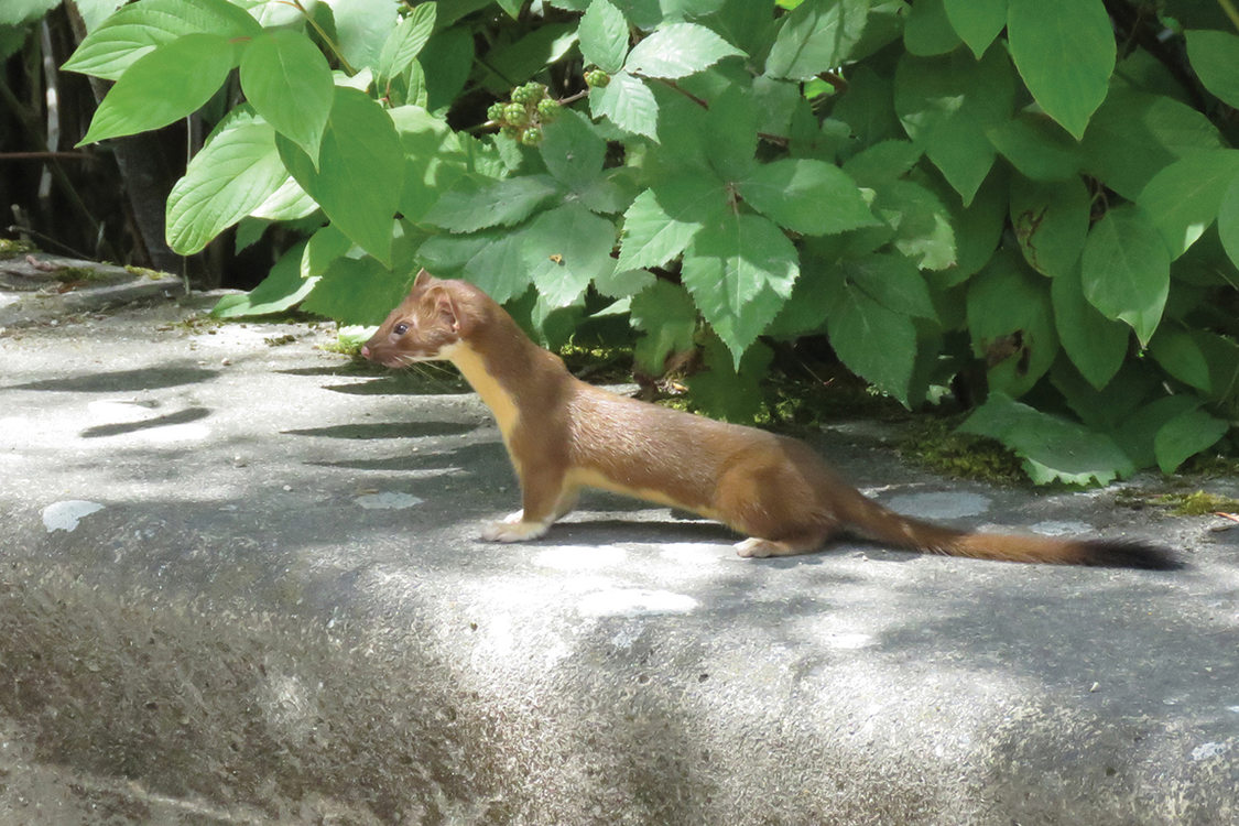 A brown weasel with a cream belly stands on concrete under a bush, it looks like it is ready to pounce.
