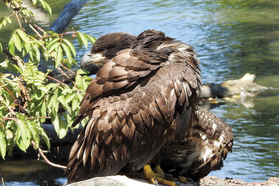 A juvenile bald eagle holds it's wings out to dry while looking backwards. It is standing on a log in a pond.