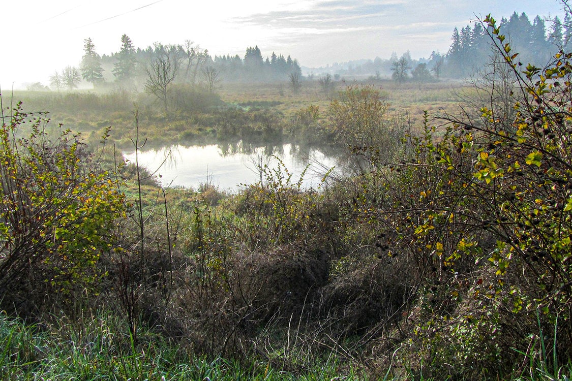 A wetland, with a pond in the center of the picture, has the last bit of fog covering the brush and grasses.