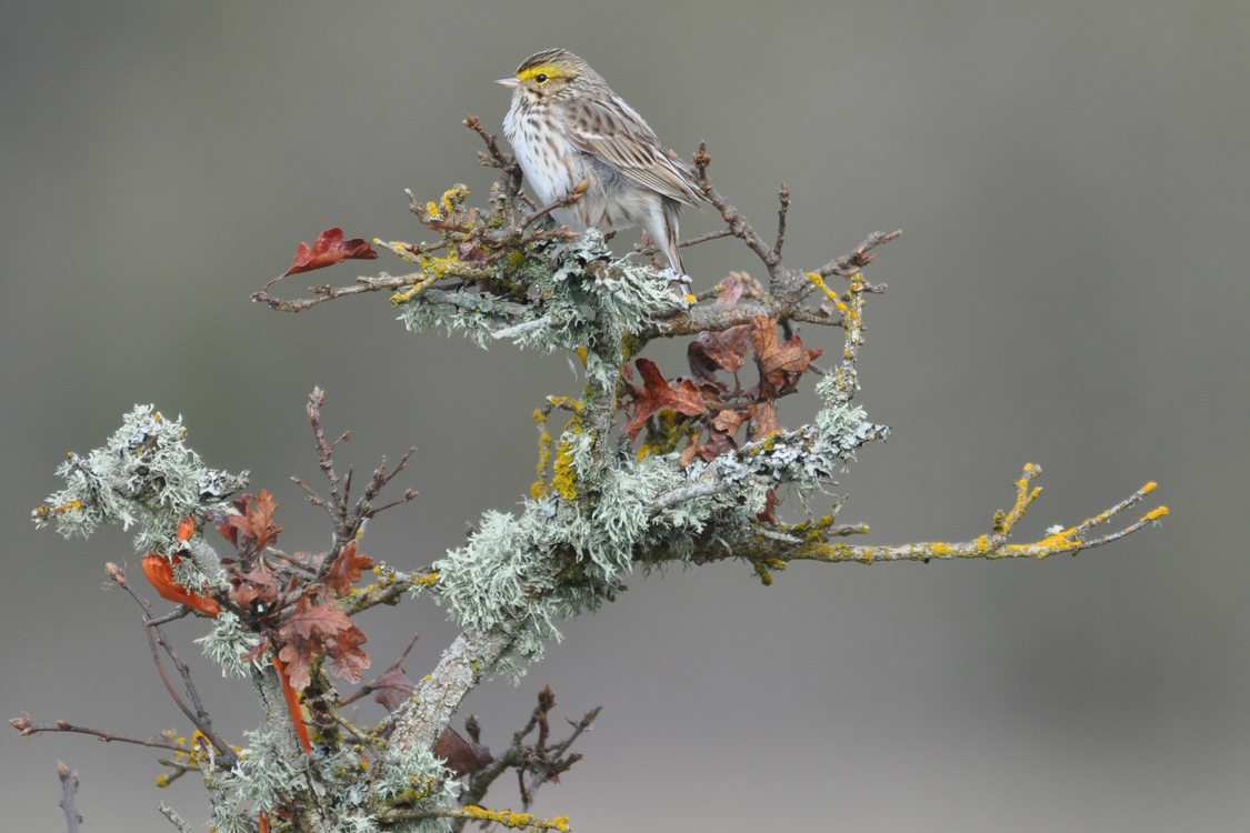 Small sparrow bird sits on lichen covered holly branch
