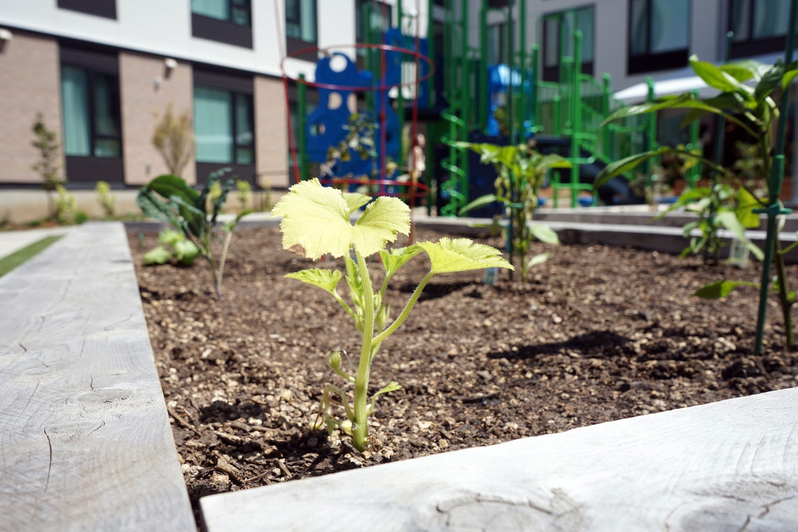 Small squash plant in foreground, with apartment building and play structure out of focus in the background.