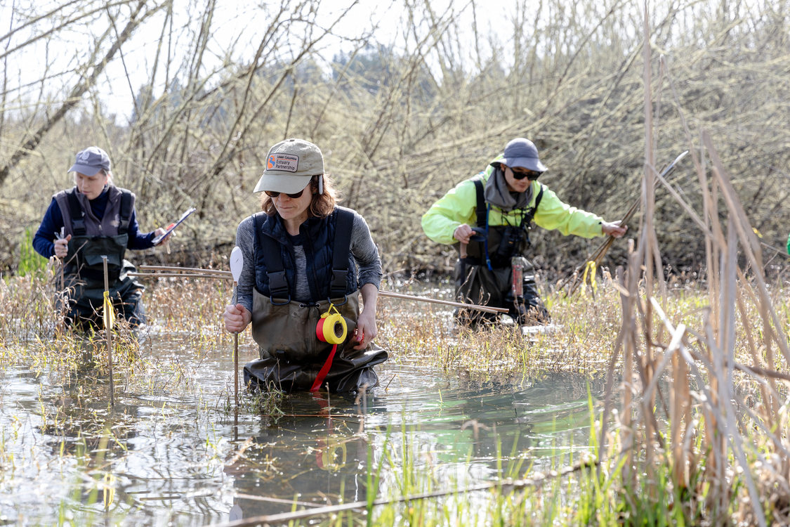 Three adults in waders walk through a pond looking for amphibian egg masses.