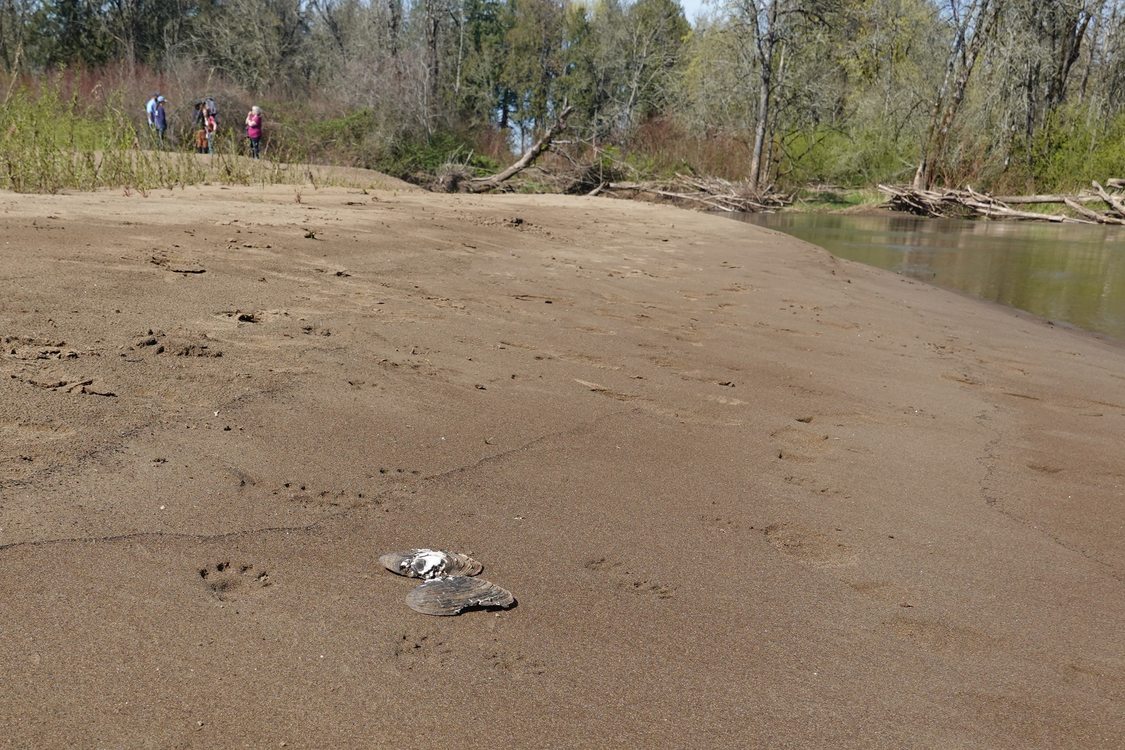 an empty mussel shell lies on a riverbank next to paw prints in the soft mud, possibly made by a coyote. People are gathered by the riverside in the distance.