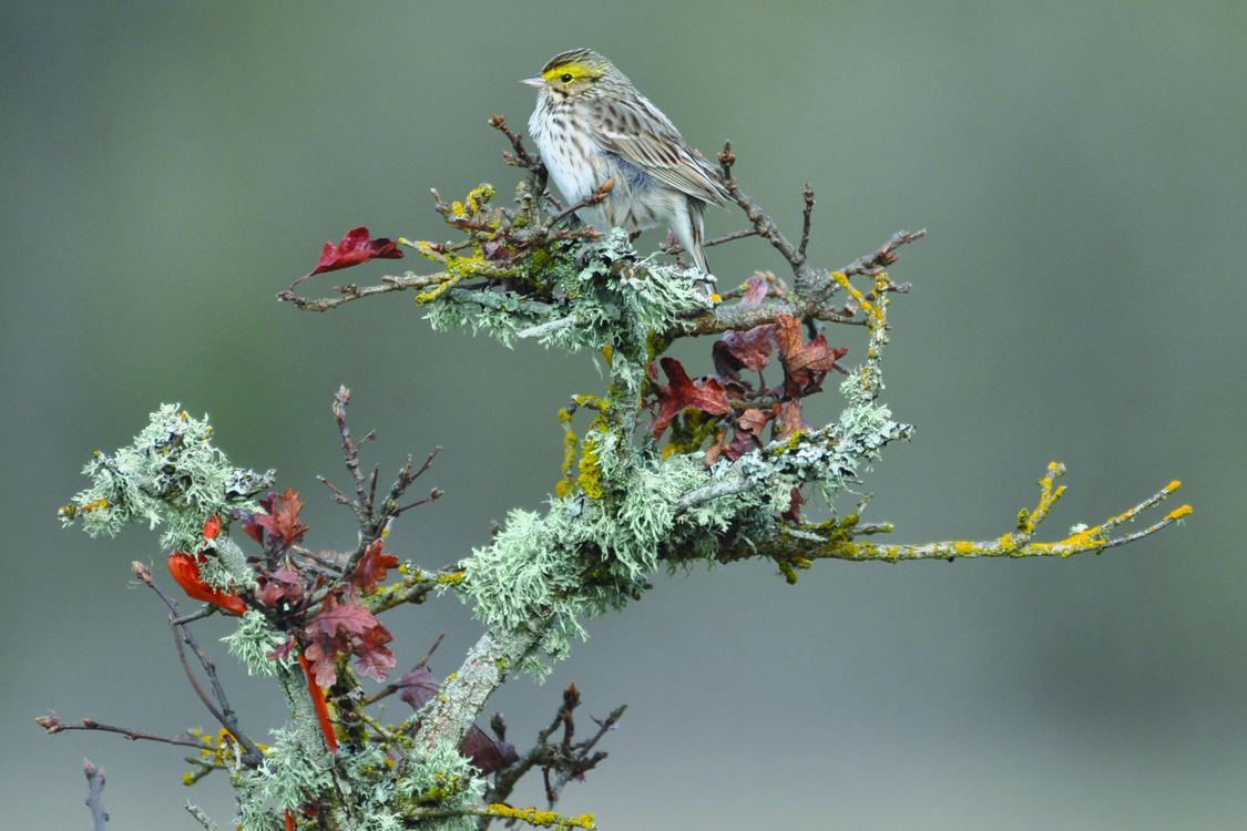 A grey sparrow sits on a moss-covered branch.
