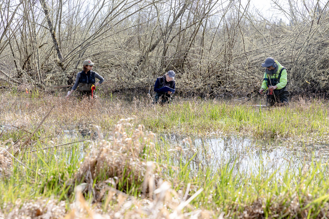 Three people in waders logging an amphibian egg mass obersvation.