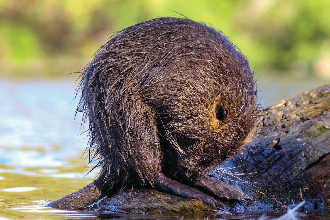 A nutria, a large brown rodent, sits on a log emerging from a stream. 
