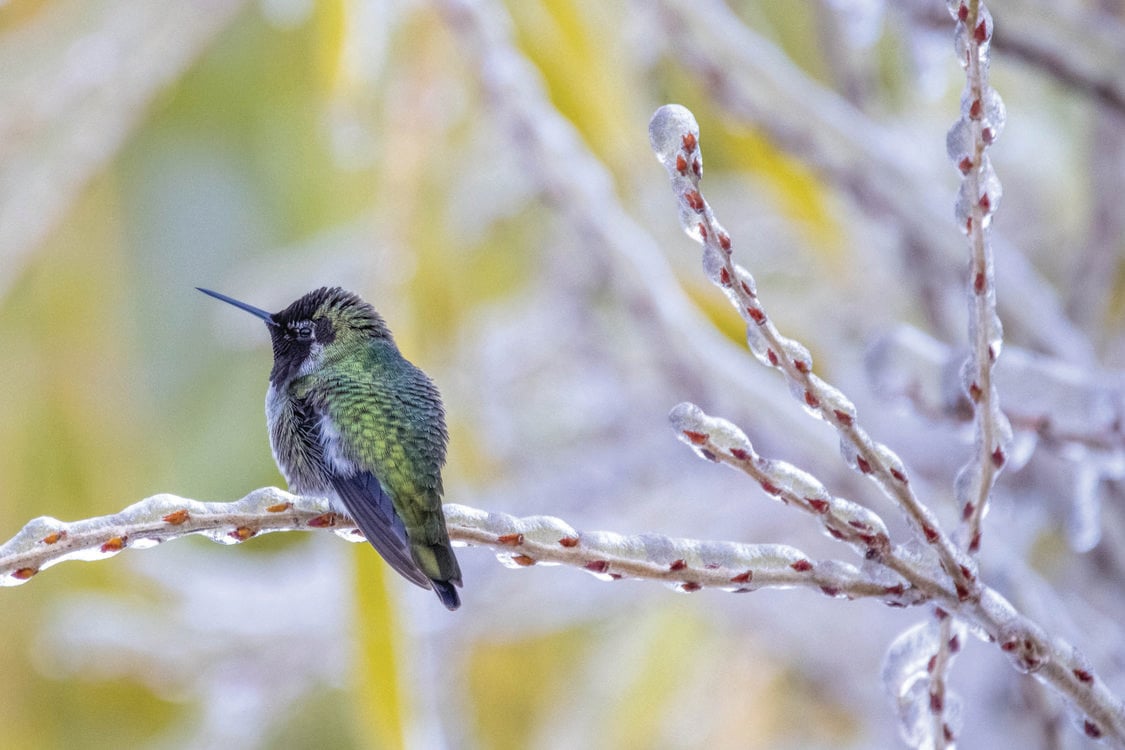 A hummingbird sits on an ice covered branch.