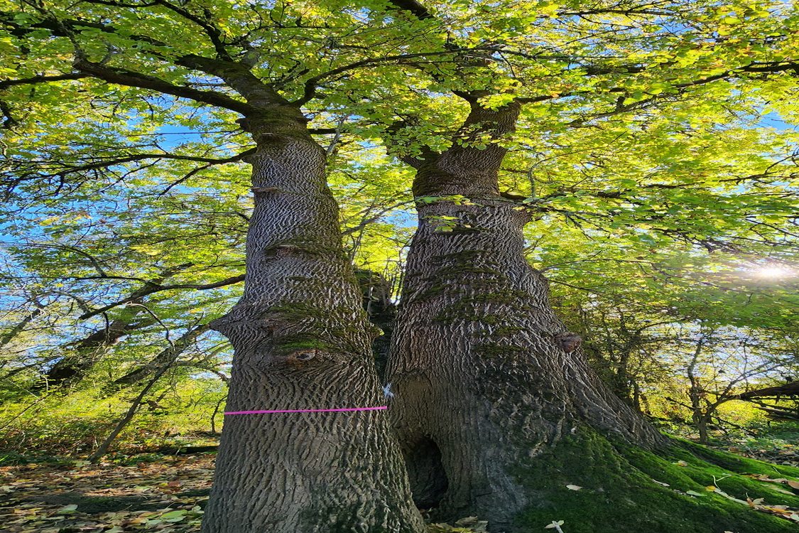 Two tall trees, branches full of green leaves, are shown against a sunny blue sky. 