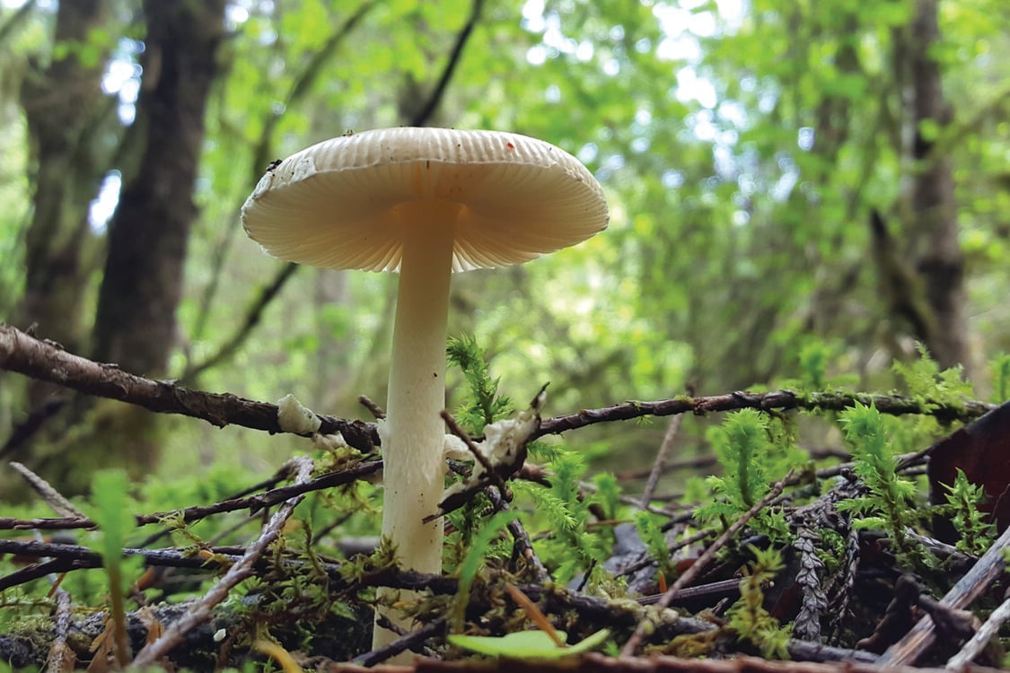 A mushroom emerges from sprouts and sticks on the forest floor. 