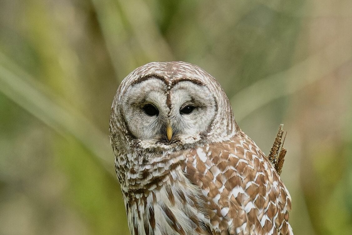 A barred owl sits on a lichen-covered stump of an old tree.