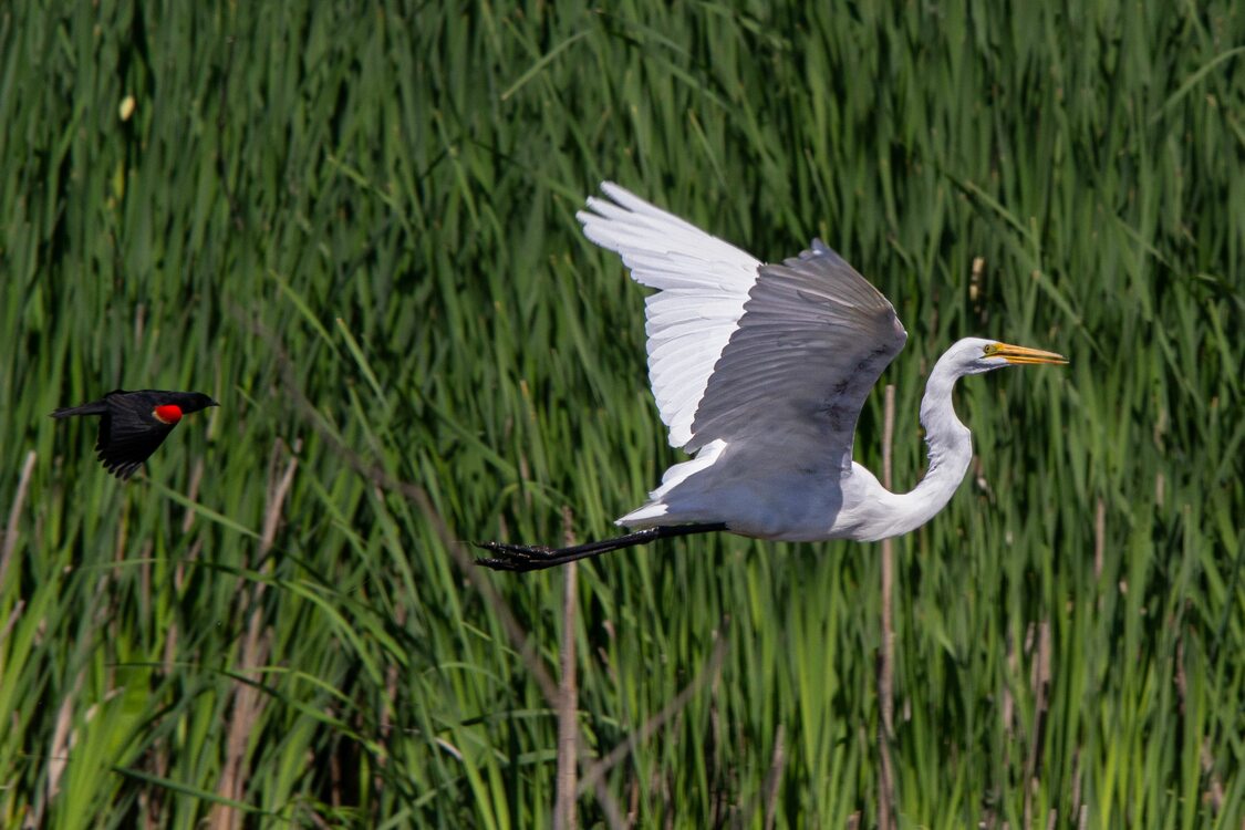 A great egret being chased by a small red-winged blackbird against a backdrop of tall, lush grass. 