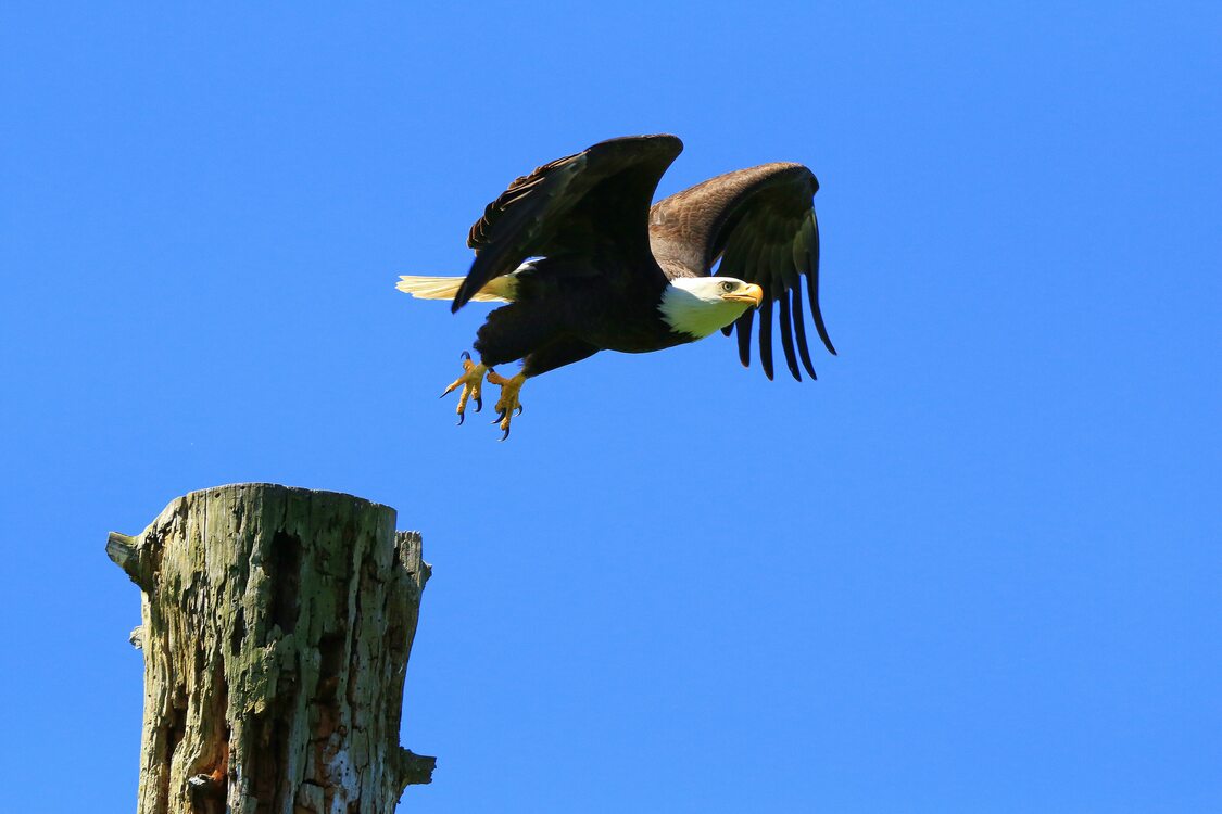 A bald eagle takes off from a perch. 