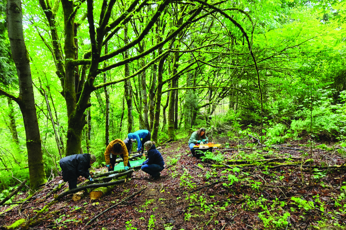 Six people in a lush forest are kneeling down implant fungal spawn into logs. 