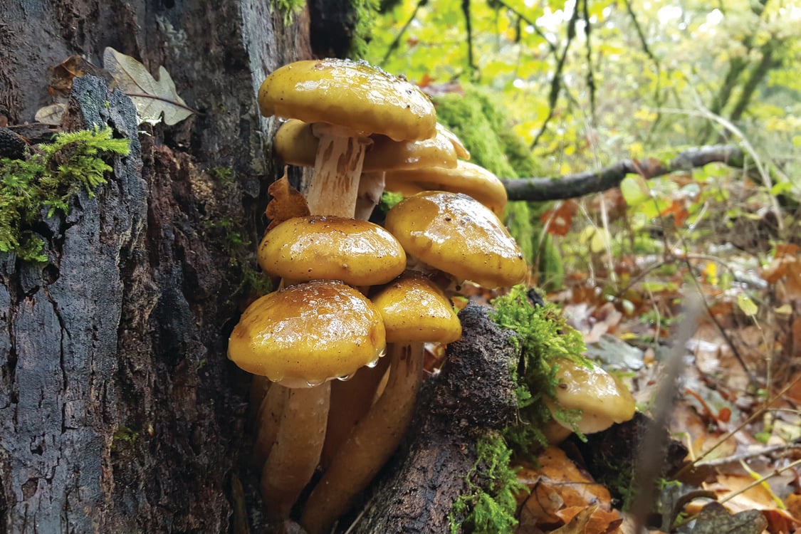 Carmel colored mushrooms growing on a tree trunk. 