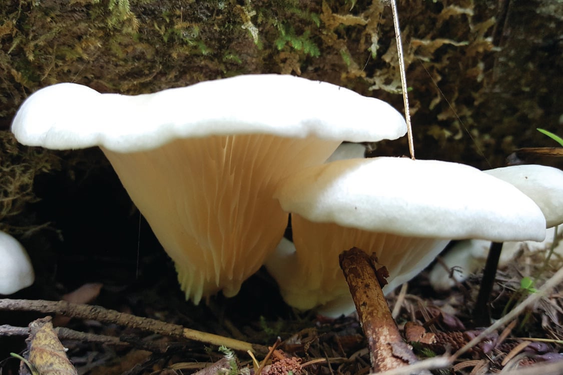 White mushrooms growing on the forest floor. 