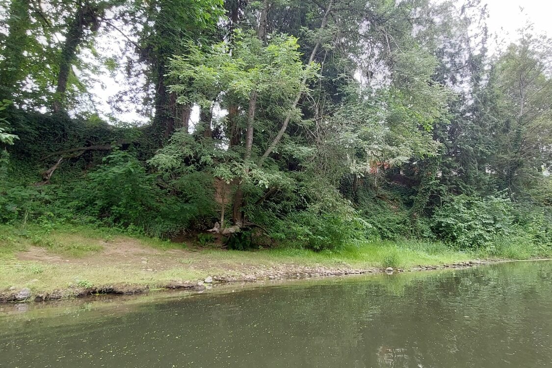 a riverfront lined with trees and grass 