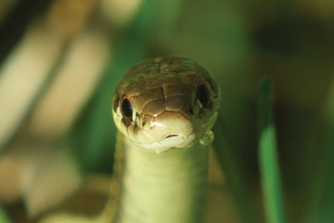 A close-up of a garter snake with a dewdrop on its mouth sites amongst blades of grass.