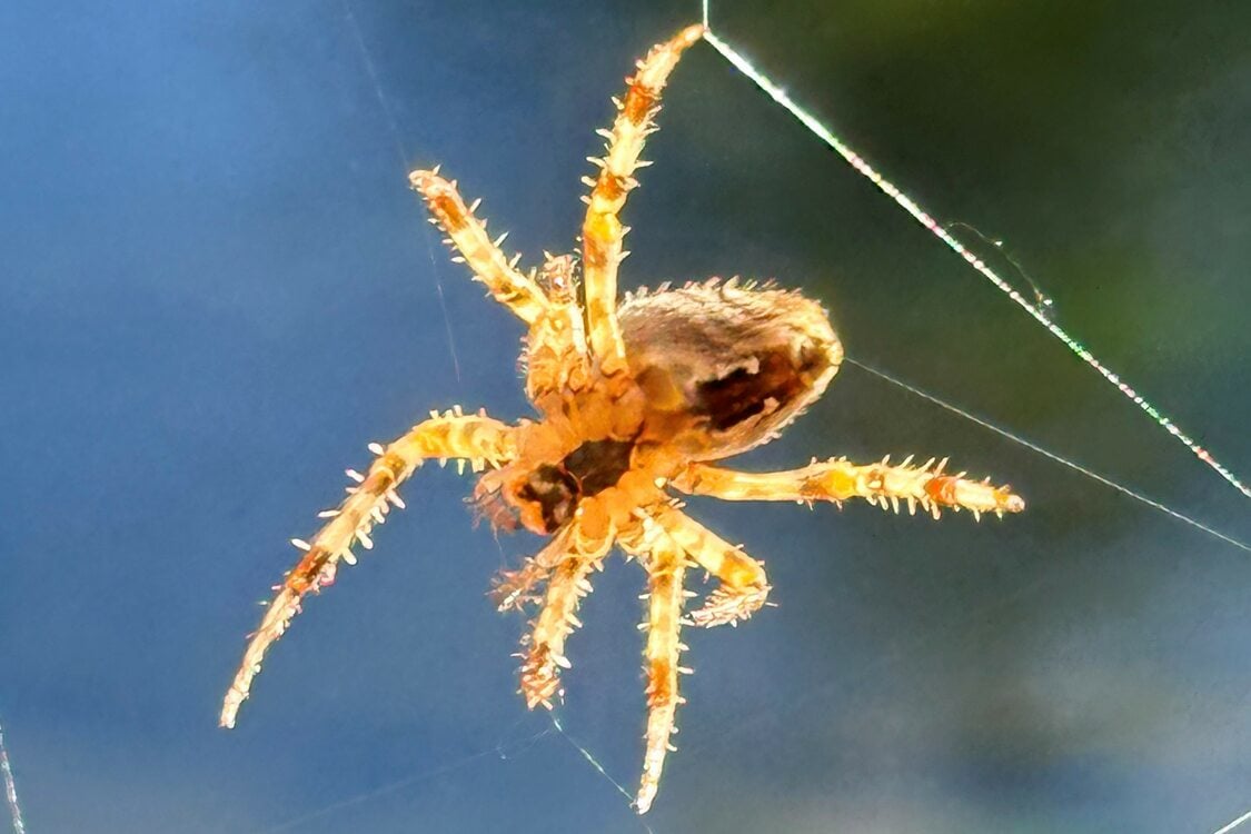 A close up of a brown spider weaving a web.