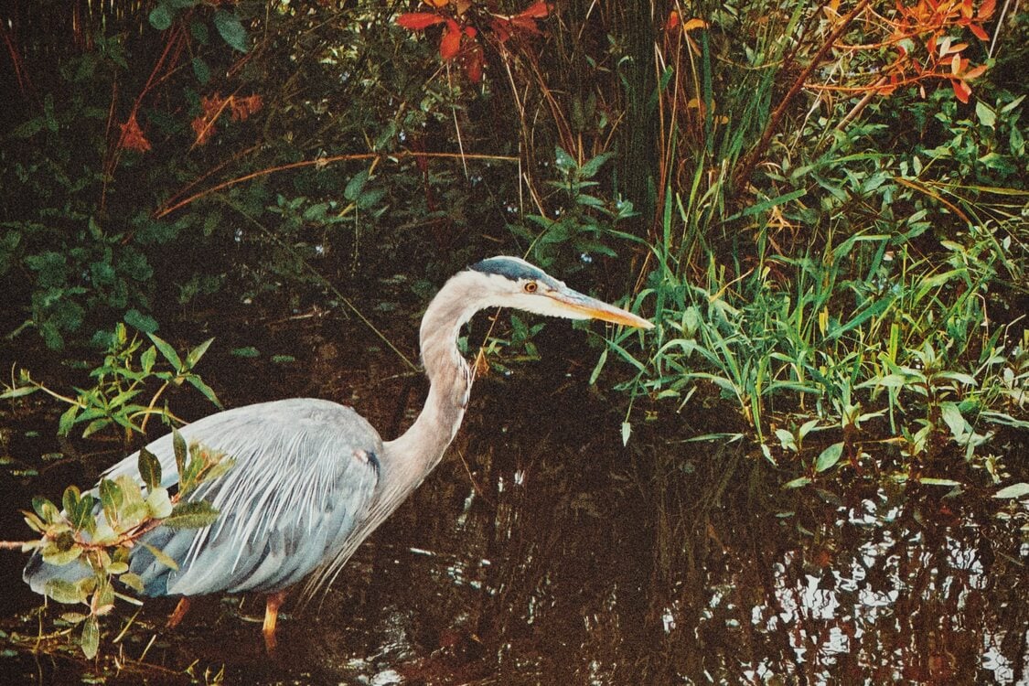 A blue heron standing in water. Behind the heron, grass and shrubs growing out of the water are reflected in the still water. 