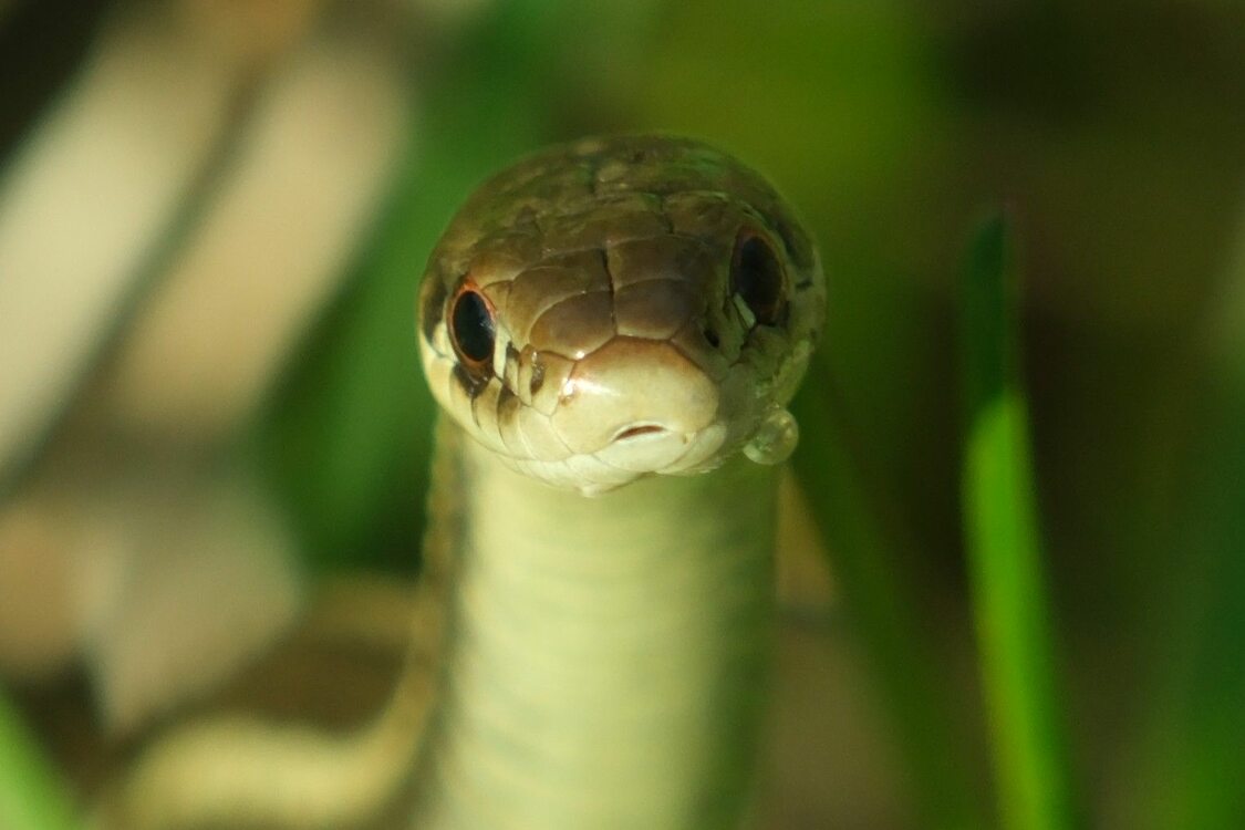 Green garter snack faces the camera.