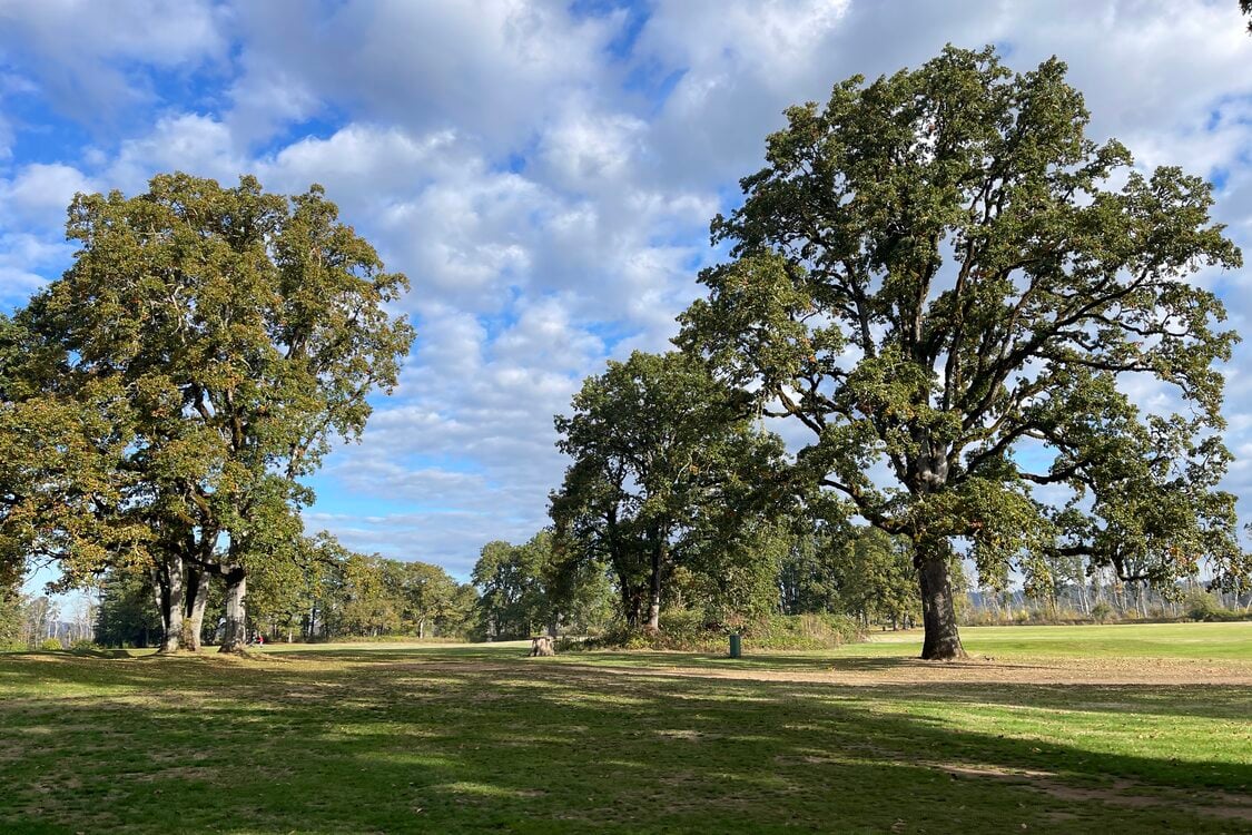 Tall, mature oak trees stand on an open grassy lawn under a dappled blue sky