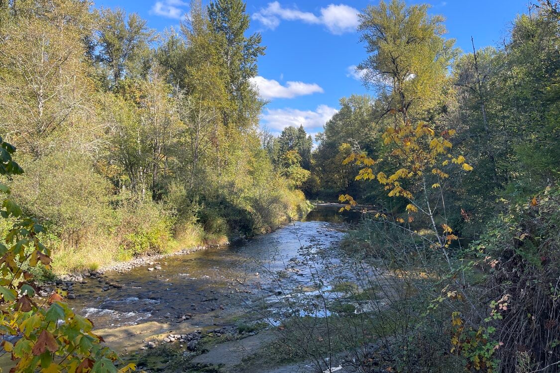 a creek runs through woods made up of smaller, mostly deciduous, trees like young maples and oak; the day is sunny and one side of the creek is shaded by the trees