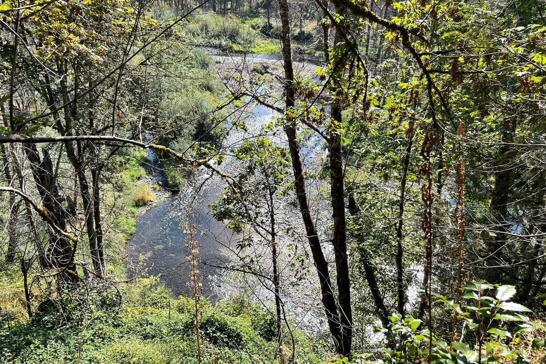 A sunny creek seen from high up on a wooded slope through a stand of young trees