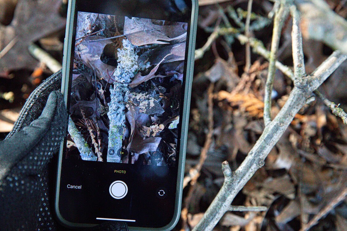 Close up of a phone taking a photo of lichen on a branch.