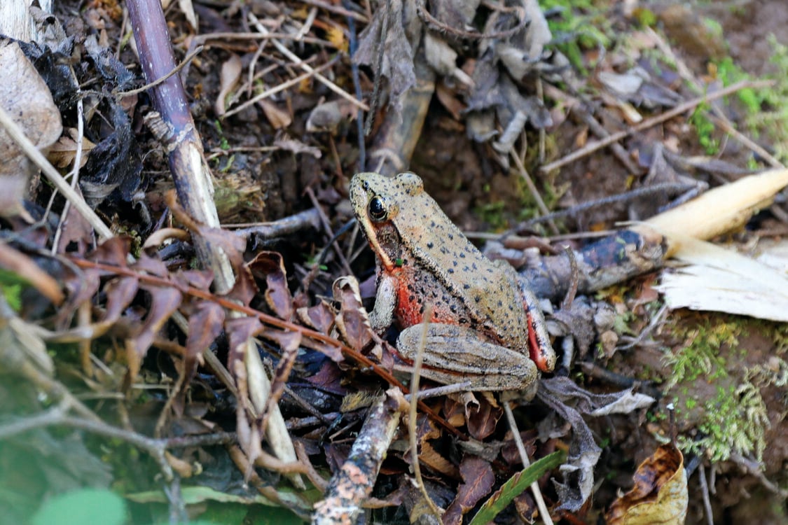 a small olive-green frog with a red underside rests on top of damp bracken and twigs