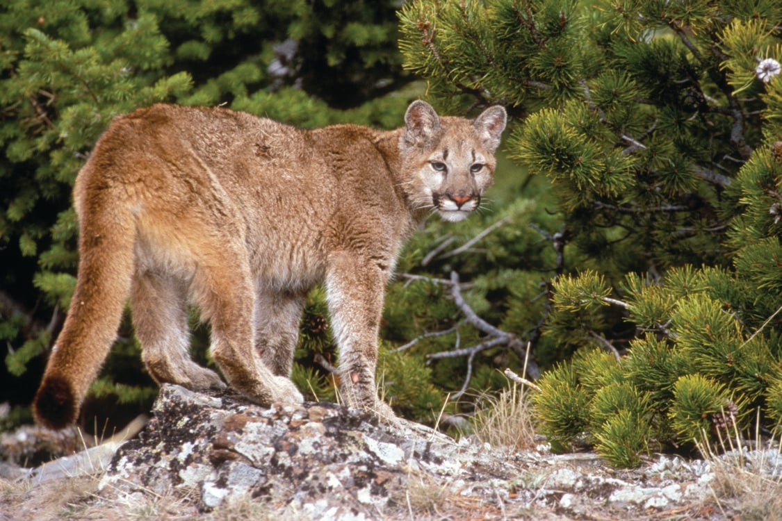 A cougar sits atop a ledge in front of a background of lush trees. 