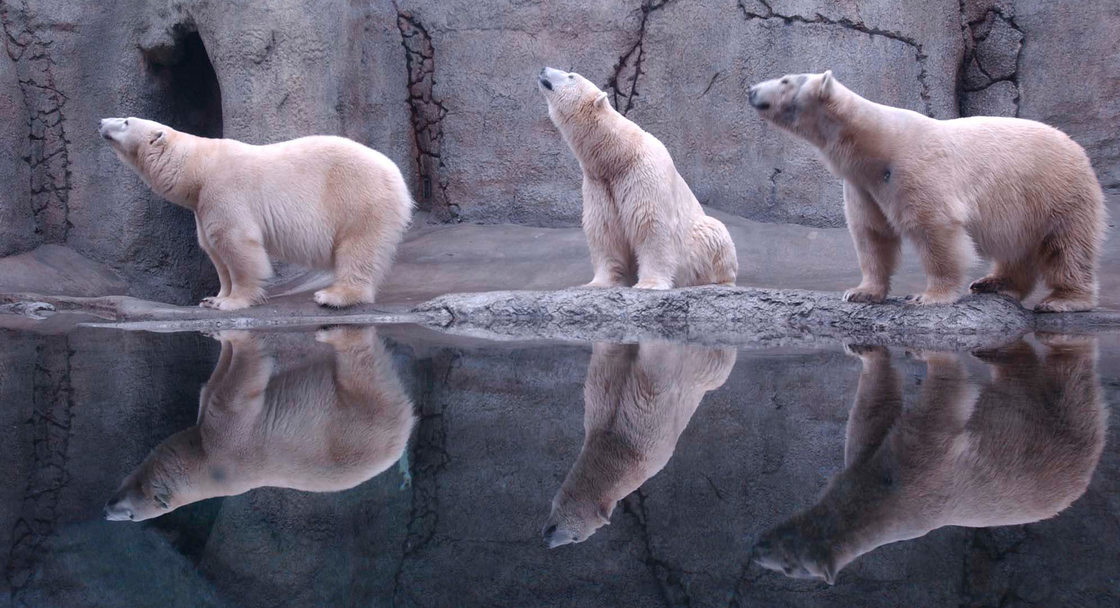 photo of polar bears at the zoo