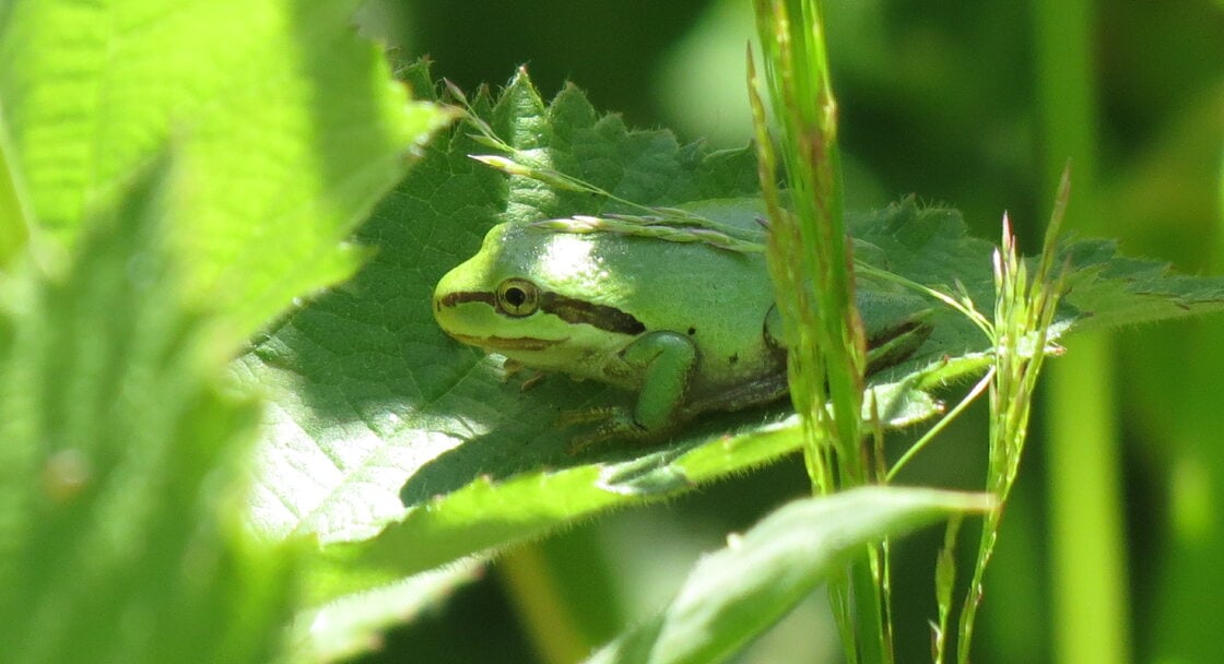 photo of Pacific tree frog at West Bliss Butte by site steward Phil Nosler