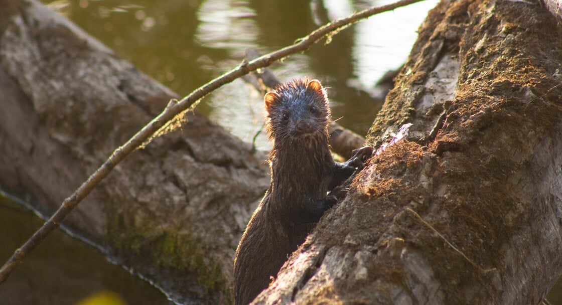 A mink hopping over a fallen log and slightly wet from taking a quick dip in the water.