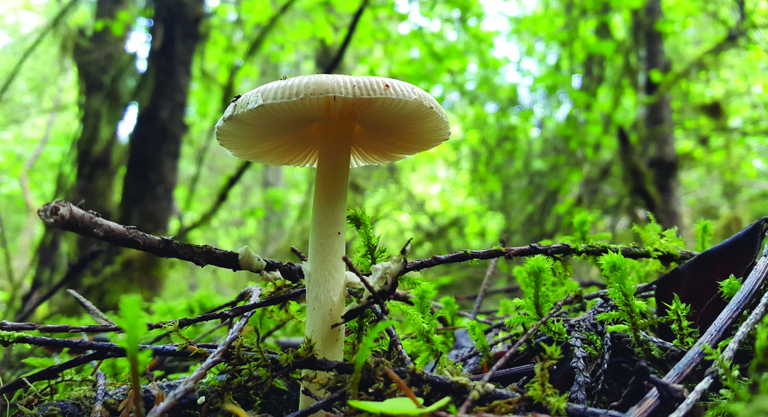 A mushroom emerges from sprouts and sticks on the forest floor. 