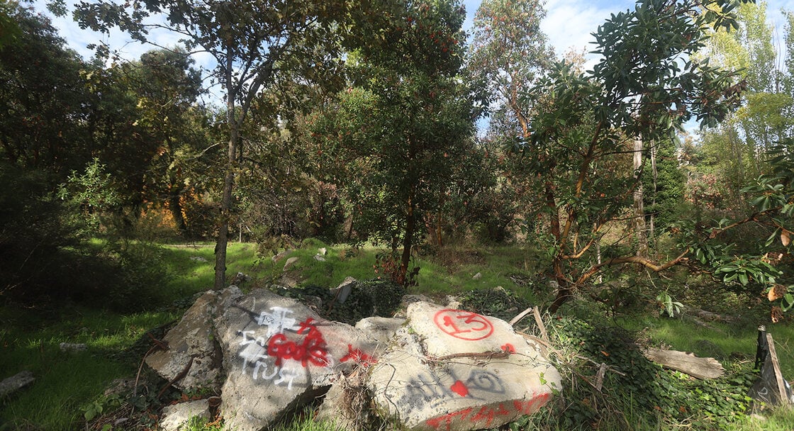 A patch of broken concrete lies amid madrone trees and grass.