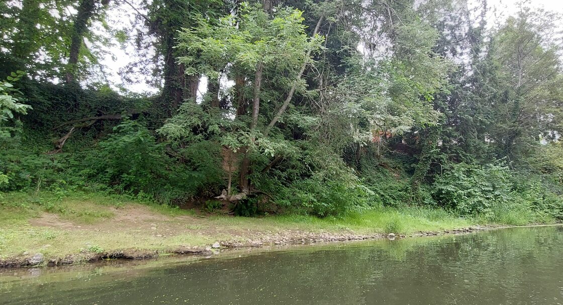 a riverfront lined with trees and grass 