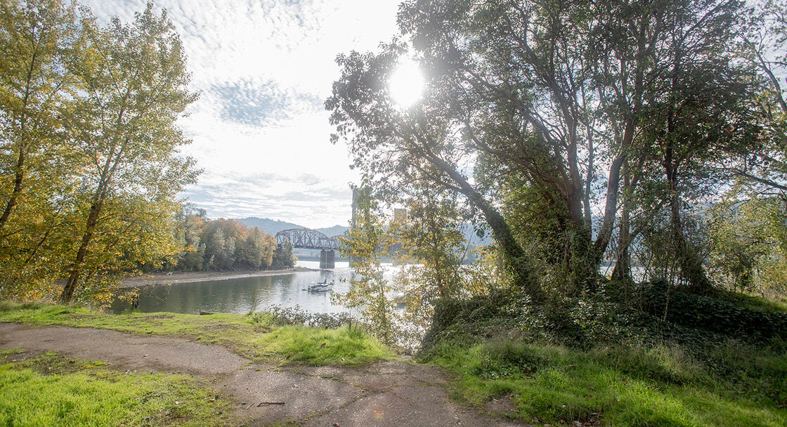 The sun shines through a madrone tree that is on the edge of a bank. Broken concrete is in the foreground. The Willamette River and a railroad bridge are in the background.