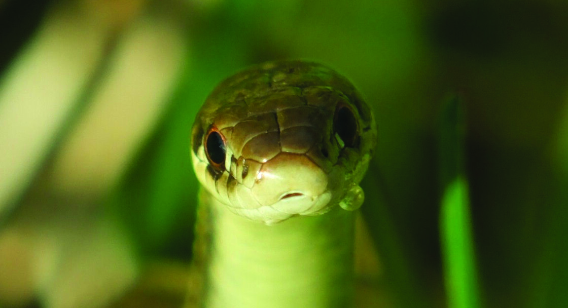 A close-up of a garter snake with a dewdrop on its mouth sites amongst blades of grass.