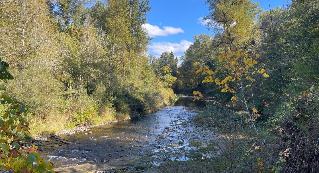 a creek runs through woods made up of smaller, mostly deciduous, trees like young maples and oak; the day is sunny and one side of the creek is shaded by the trees