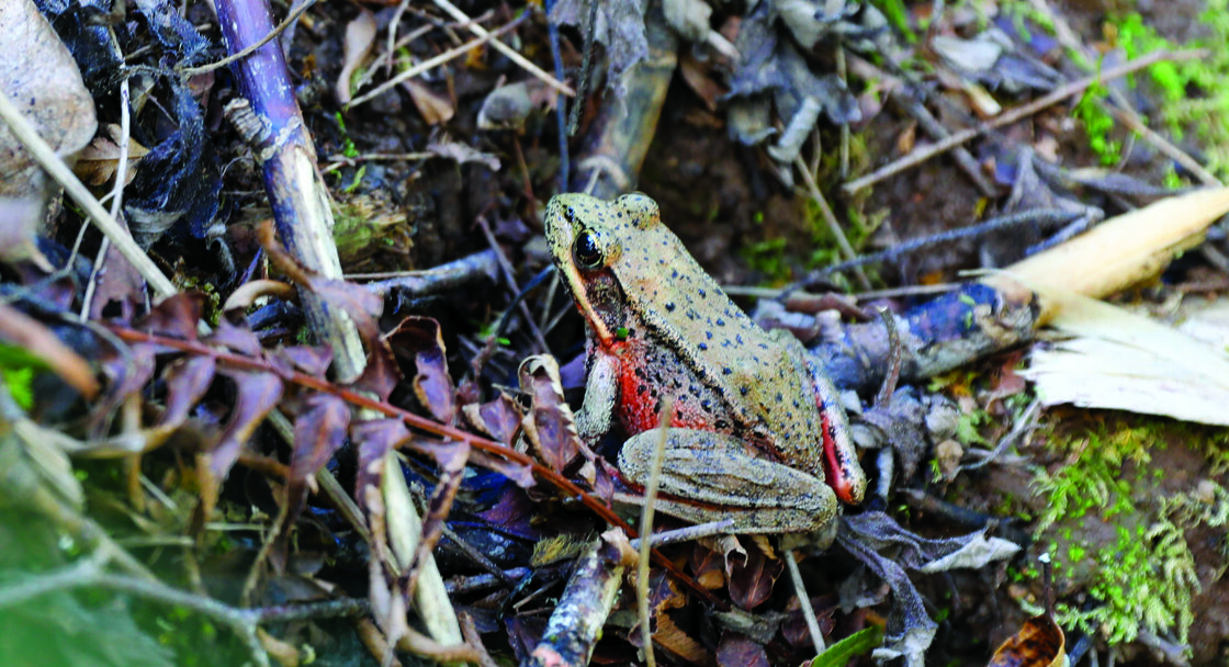 a small olive-green frog with a red underside rests on top of damp bracken and twigs